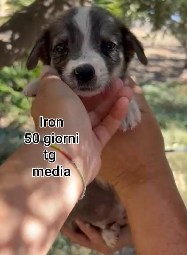 Adorabili cuccioli, in adozione  Foto 9
