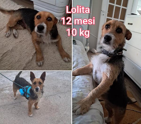 Cani: dai 6 ai 15 chili  Foto 6