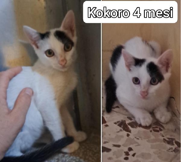 TELEFONA PER ADOTTARE UN MICIO Foto 2