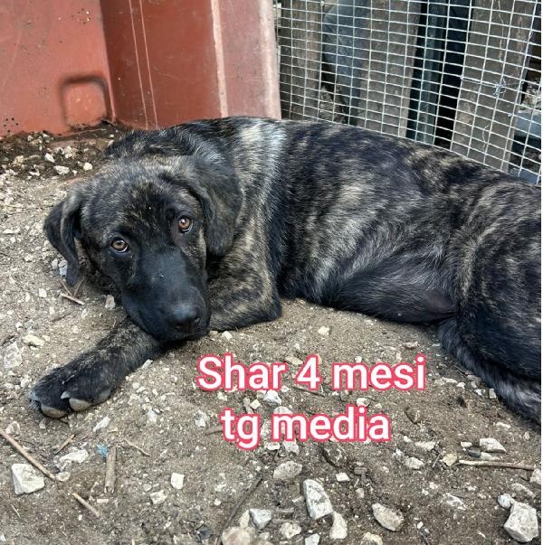 CHIAMATE X ADOTTARE UN CUCCIOLO  Foto 6
