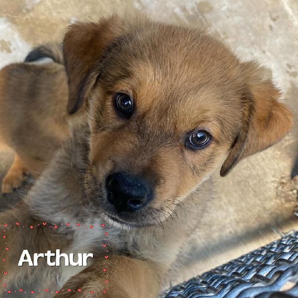 Arthur Dolce Cucciolo Maschio Cerca Casa - Adozione Canile Di Latina