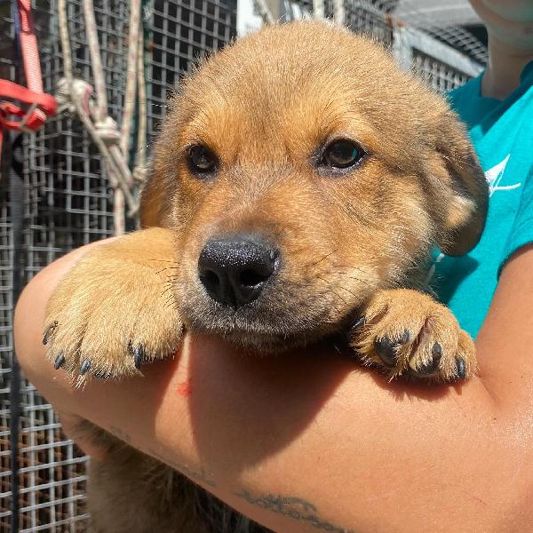 Arthur dolce cucciolo maschio cerca casa - adozione canile di Latina Foto 2