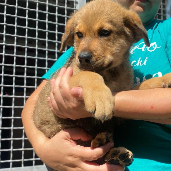 Arthur dolce cucciolo maschio cerca casa - adozione canile di Latina Foto 3