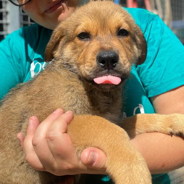 Arthur dolce cucciolo maschio cerca casa - adozione canile di Latina Foto 7