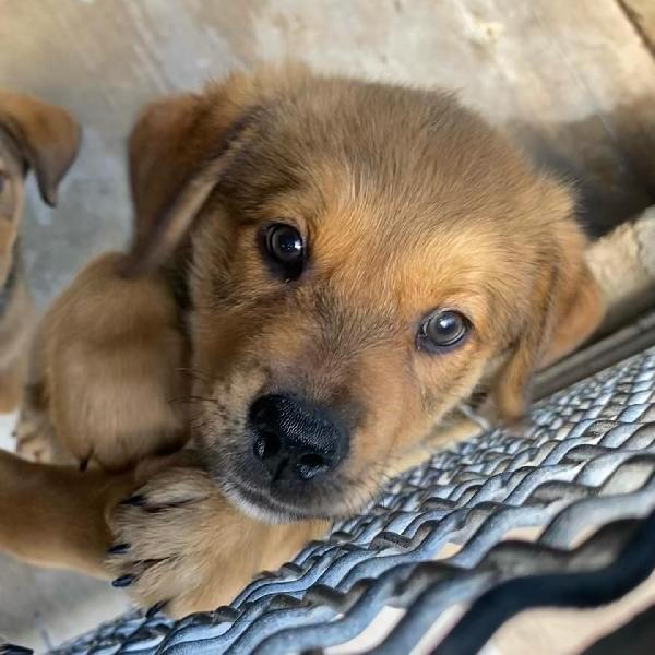 Arthur dolce cucciolo maschio cerca casa - adozione canile di Latina Foto 8