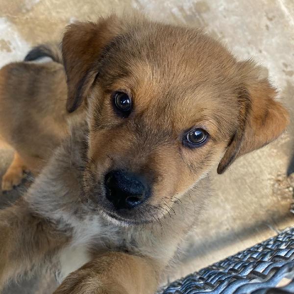 Arthur dolce cucciolo maschio cerca casa - adozione canile di Latina Foto 9