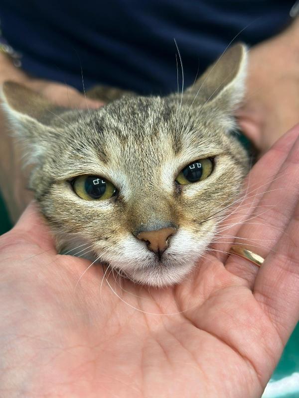 FENNEC, adorabile micina in adozione ! Foto 3