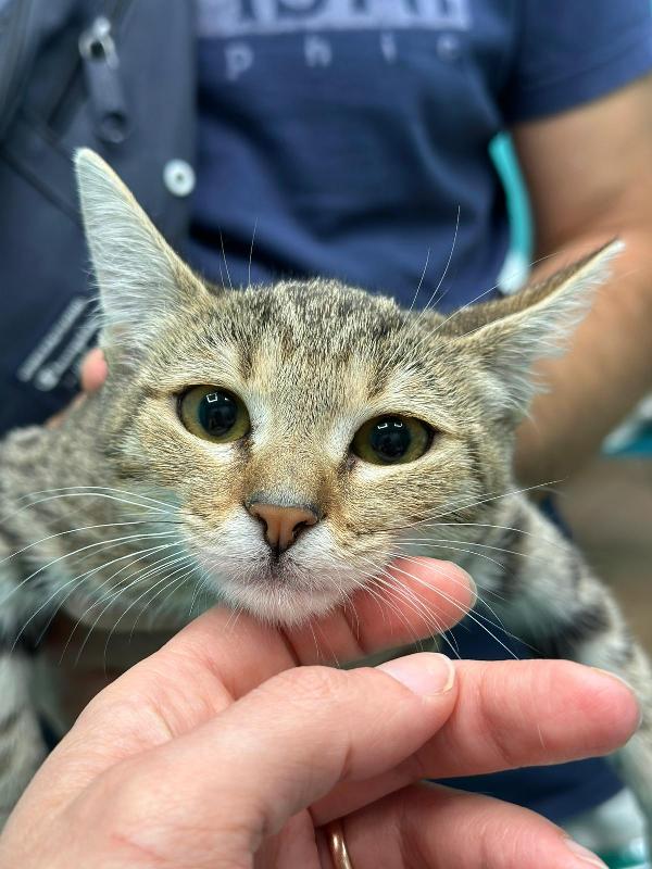 FENNEC, adorabile micina in adozione ! Foto 4