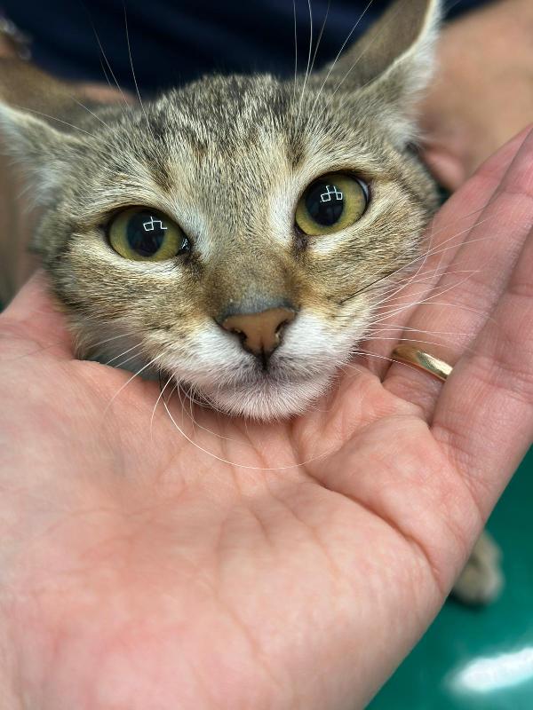 FENNEC, adorabile micina in adozione ! Foto 8