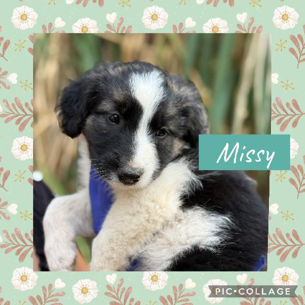 💐🐾 Missy 🐾💐 Splendida Cucciola In Adozione 
