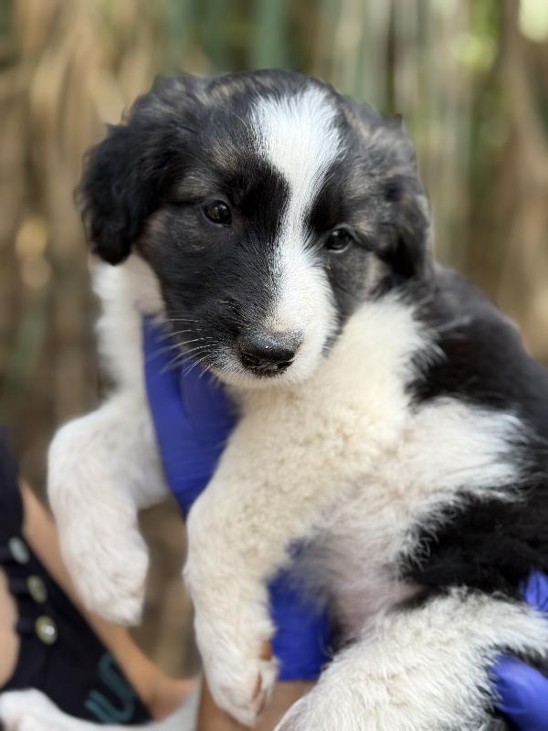 💐🐾 missy 🐾💐 splendida cucciola in adozione  Foto 6