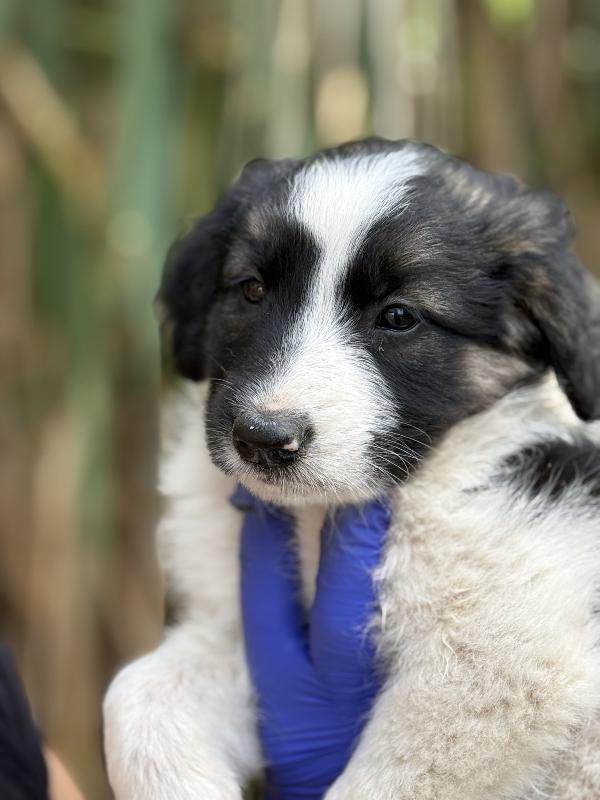 💐🐾 missy 🐾💐 splendida cucciola in adozione  Foto 7