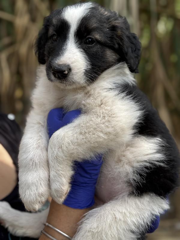 💐🐾 missy 🐾💐 splendida cucciola in adozione  Foto 8