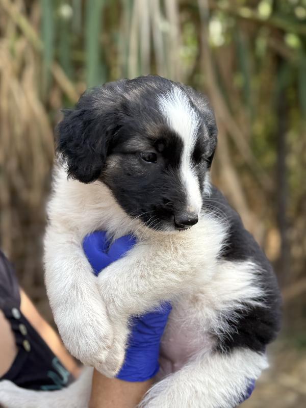 💐🐾 missy 🐾💐 splendida cucciola in adozione  Foto 9