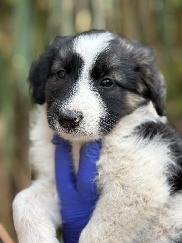 💐🐾 missy 🐾💐 splendida cucciola in adozione  Foto 10
