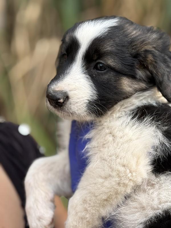 ✨🐾 missy 🐾✨ meravigliosa cucciola in adozione  Foto 6