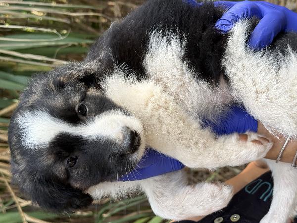 💖🐾 missy 🐾💖 dolce cucciola in adozione  Foto 6