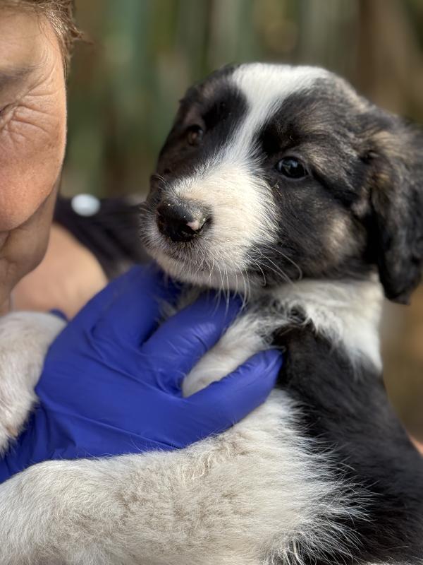 💖🐾 missy 🐾💖 dolce cucciola in adozione  Foto 8