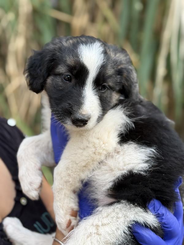 🌺🐾 missy 🐾🌺 dolce cucciola in adozione  Foto 5