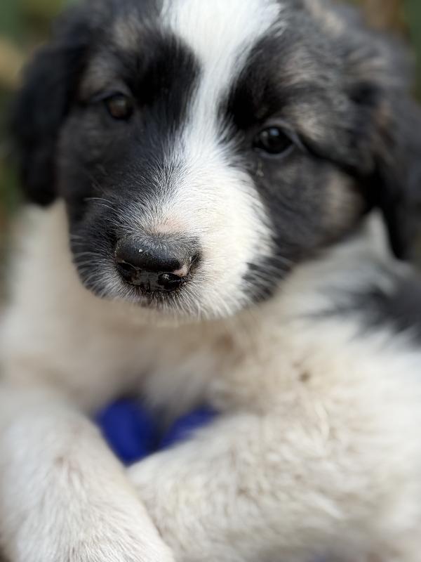 🌺🐾 missy 🐾🌺 dolce cucciola in adozione  Foto 8