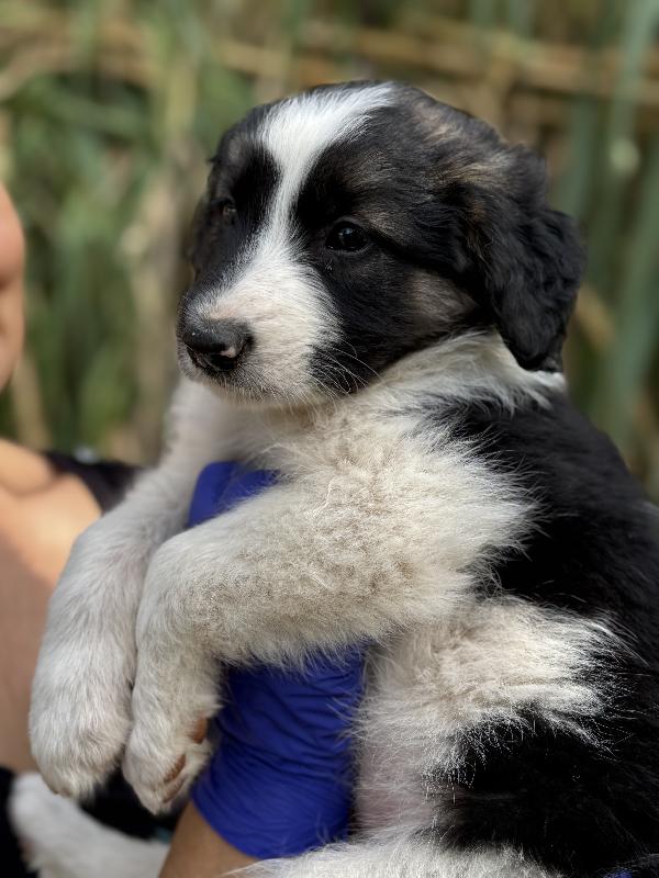 🌺🐾 missy 🐾🌺 dolce cucciola in adozione  Foto 9