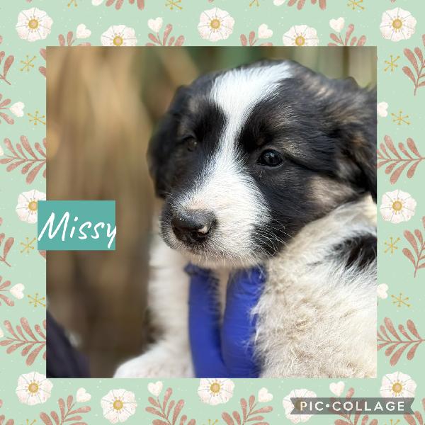 🌟🐾 Missy 🐾🌟 Splendida Cucciola In Adozione 