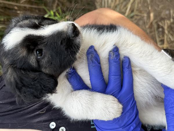 💕🐾 missy 🐾💕 uno splendore di cucciola in adozione  Foto 6
