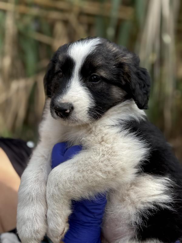 💕🐾 missy 🐾💕 uno splendore di cucciola in adozione  Foto 7