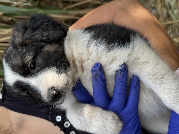 💕🐾 missy 🐾💕 uno splendore di cucciola in adozione  Foto 9