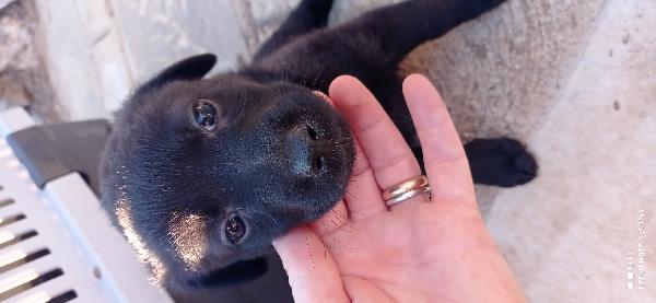 Dolci cuccioli.❣️💕💙 Foto 3