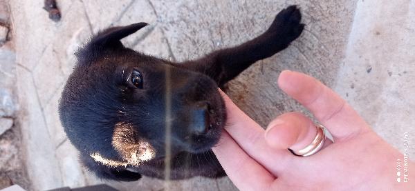 Dolci cuccioli.❣️💕💙 Foto 4
