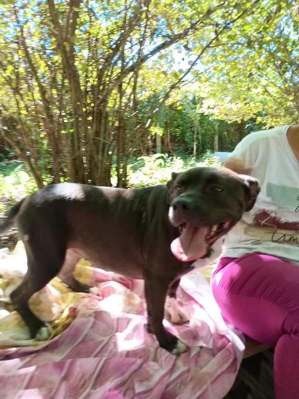 Mila - Simil Pitbull Di 5 Anni