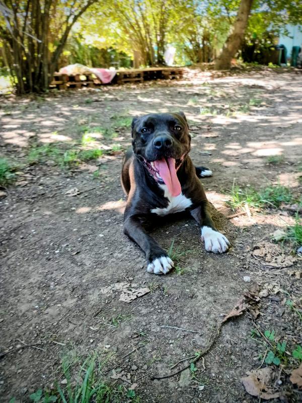 MILA - simil pitbull di 5 anni Foto 2