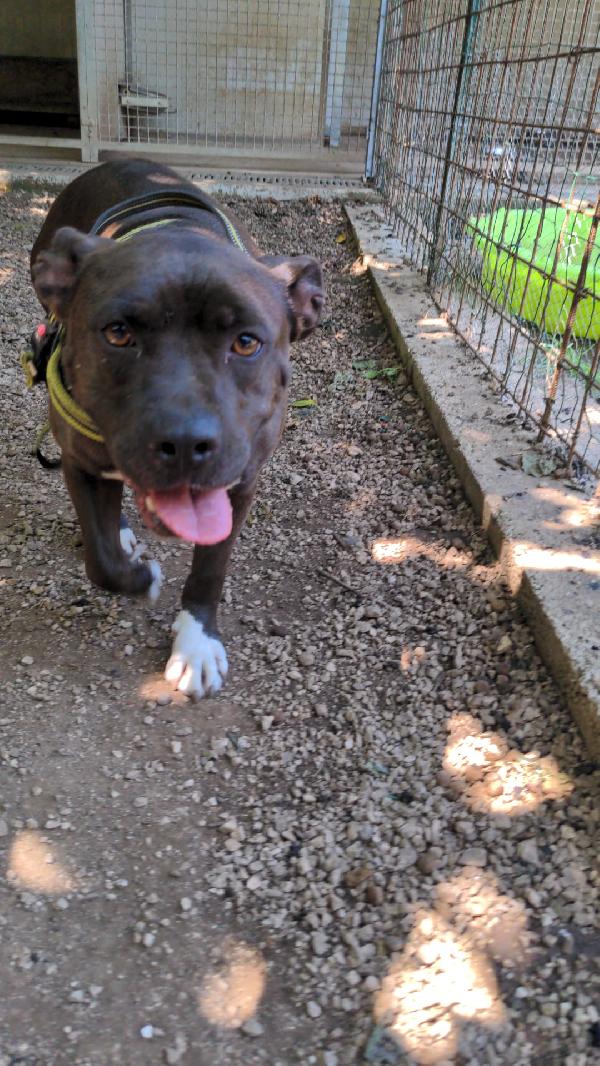 MILA - simil pitbull di 5 anni Foto 3