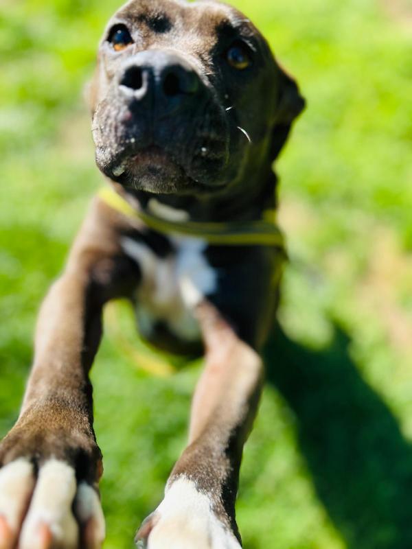 MILA - simil pitbull di 5 anni Foto 4