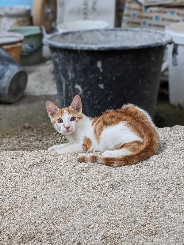 Artù gattino 5 mesi ben socializzato  Foto 3