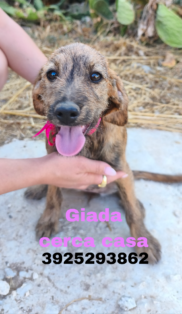 Dolcissimi cucciolotti in adozione cercano casa  Foto 4
