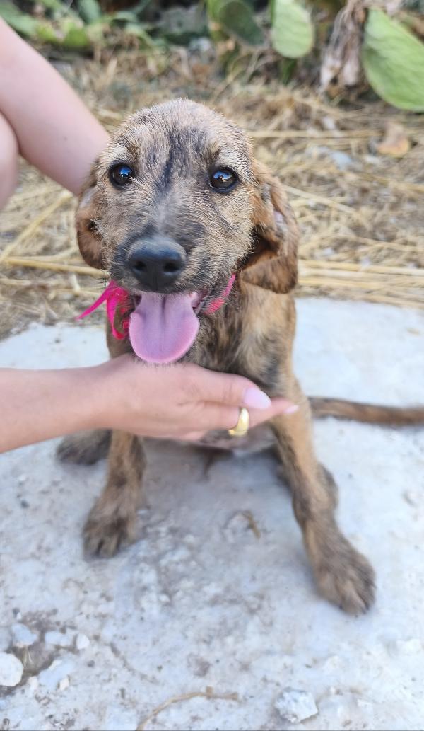 Cagnolini in adozione cercano la loro famiglia  Foto 2