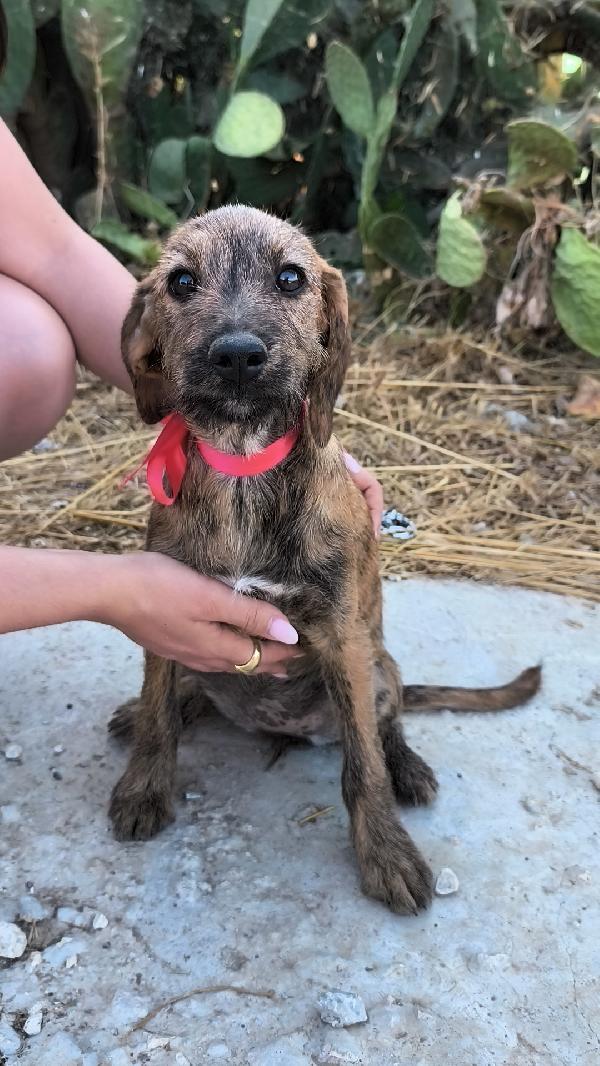Cagnolini in adozione cercano la loro famiglia  Foto 3