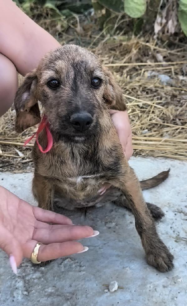 Cagnolini in adozione cercano la loro famiglia  Foto 4