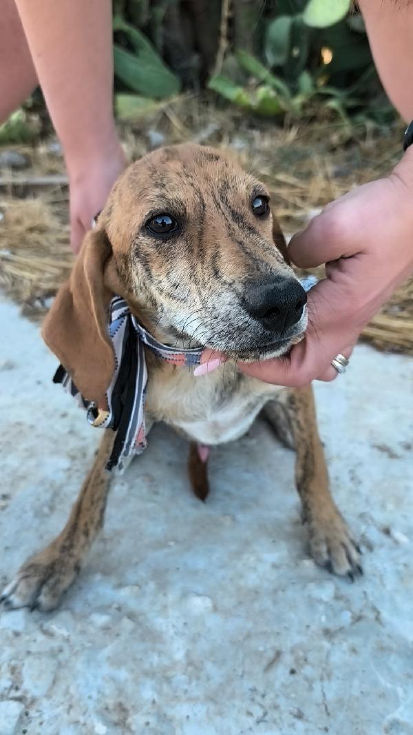 Cagnolini in adozione cercano la loro famiglia  Foto 5