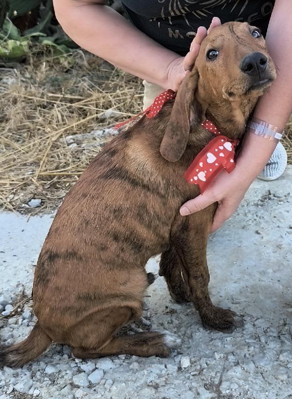 Cagnolini in adozione cercano la loro famiglia  Foto 6