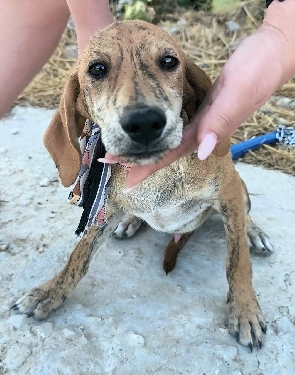 Cagnolini in adozione cercano la loro famiglia  Foto 7