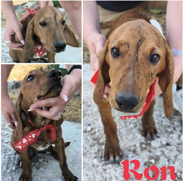 Cagnolini in adozione cercano la loro famiglia  Foto 10