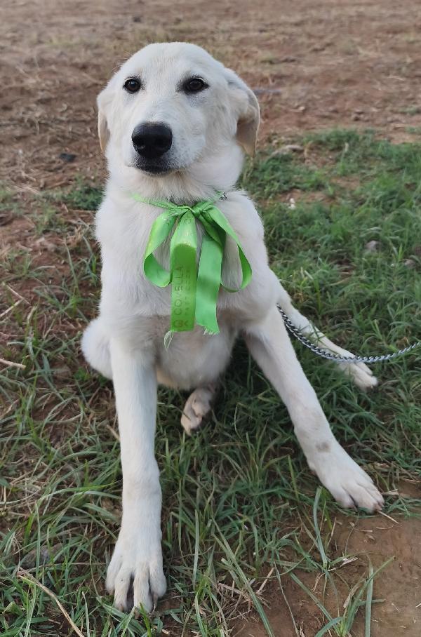 Bianca una dolce cucciola cerca la sua famiglia  Foto 4