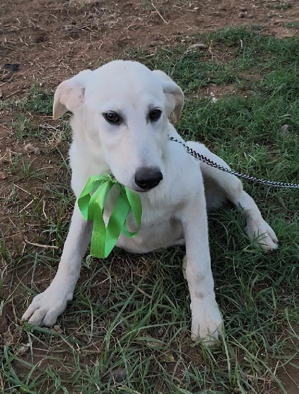 Bianca una dolce cucciola cerca la sua famiglia  Foto 8