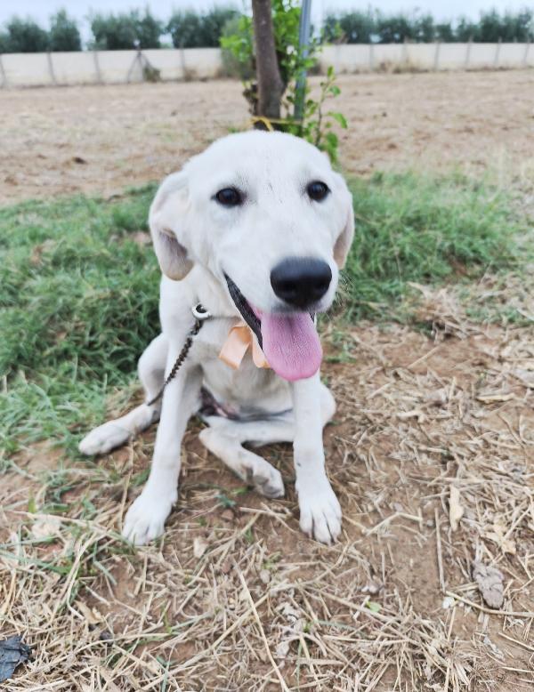 Kiara dolcissima cucciola in adozione cerca famiglia  Foto 8