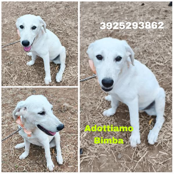 Kiara dolcissima cucciola in adozione cerca famiglia  Foto 11