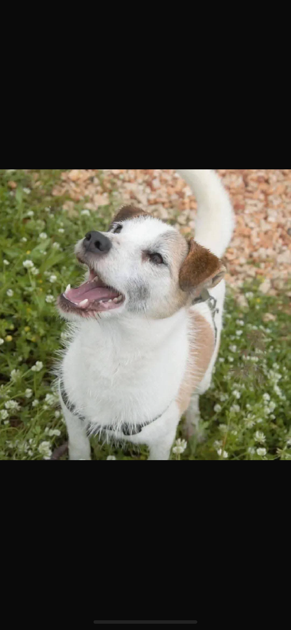 Cagnolino in adozione  Foto 2