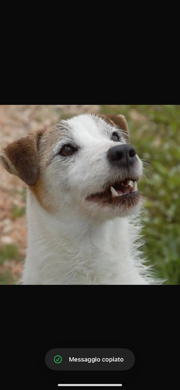 Cagnolino in adozione  Foto 3